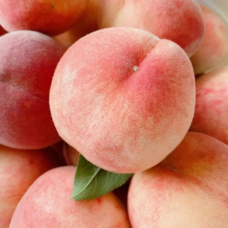 【果园现摘】露天新鲜水蜜桃孕妇水果突围春雪毛桃子脆甜软糯
