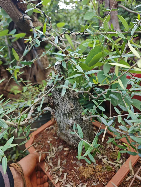 木樨榄盆景 云南鬼柳熟桩 尖叶木樨榄 油橄榄盆景