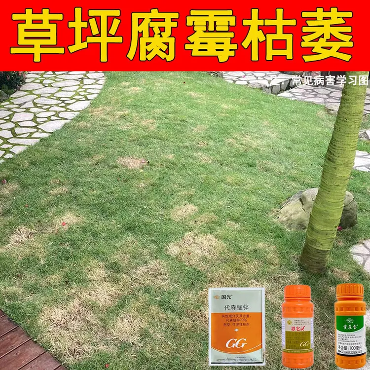 草坪发黄腐霉枯萎病药斑秃斑点杀菌促根草坪根部病害枯死褐斑病