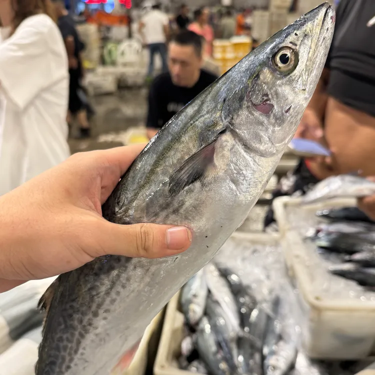 【5斤马鲛鱼】5斤3-5条东海野生马鲛鱼肉质细腻精选顺丰冷链包邮