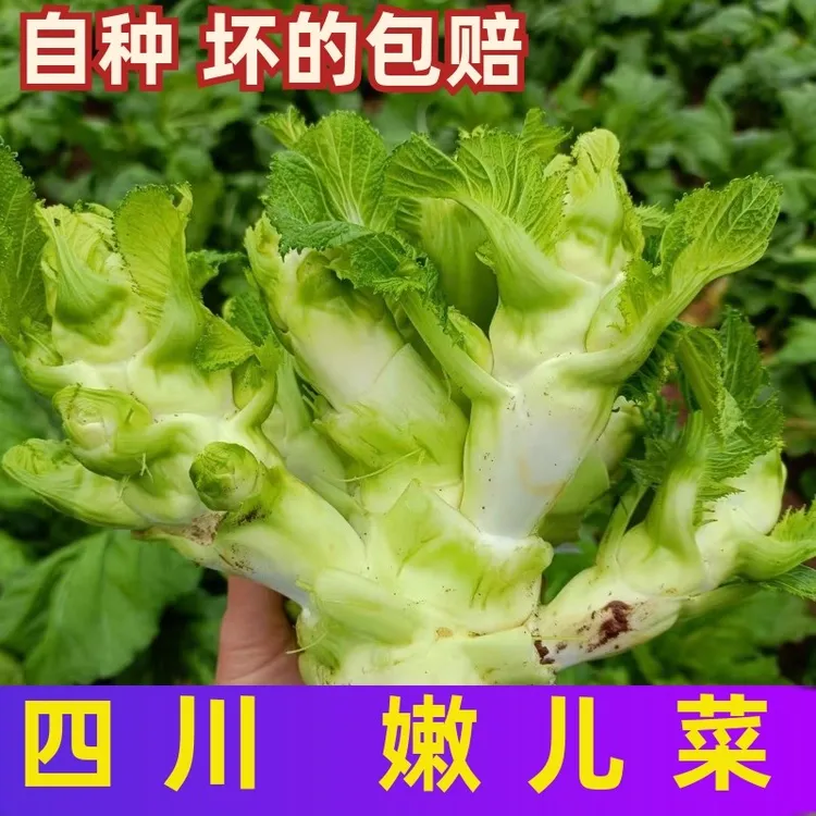 四川新鲜儿菜娃娃菜地头现摘蔬菜奶奶菜嫩儿仔蔬菜批发儿子菜鲜蔬