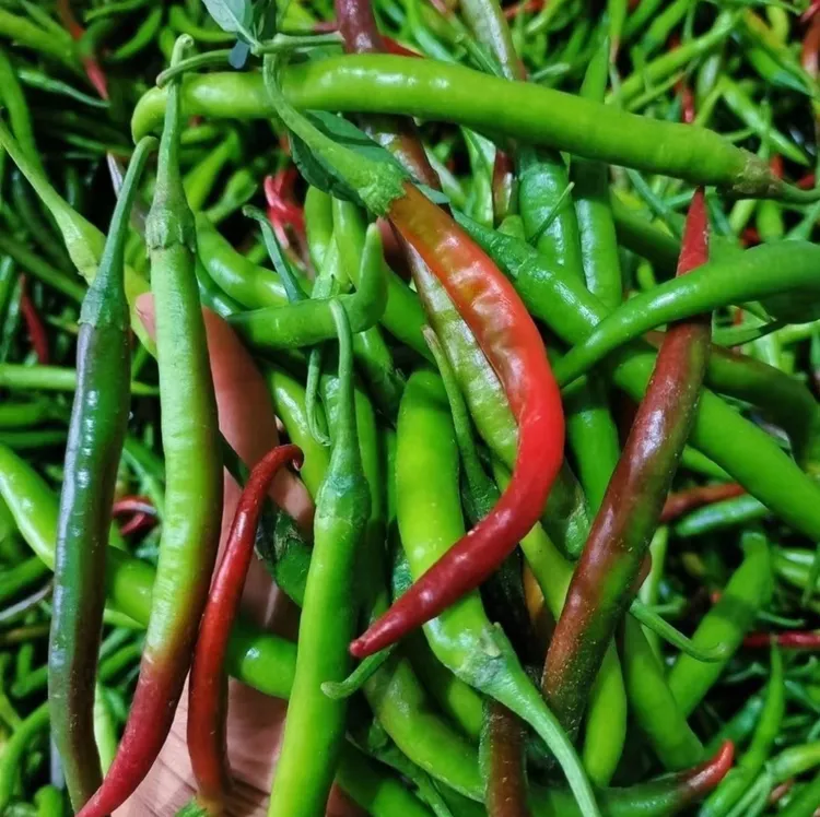 安徽本地尾货花青线椒青紫红大小混合中辣美味辣椒