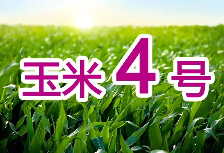 玉米水稻4号叶面肥增产加锌