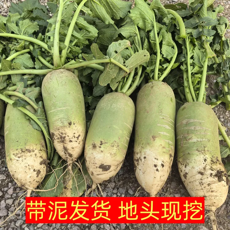 新鲜现挖青萝卜农家自种白萝卜绿色蔬菜5/9斤整箱批发非胡萝卜