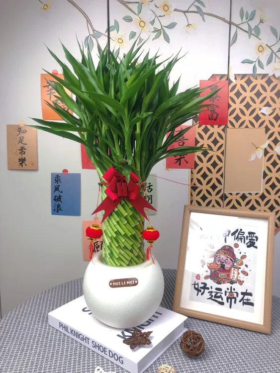 编织招财竹塑料盆水培轻奢盆栽室内客厅办公室绿植乔迁年货年宵花