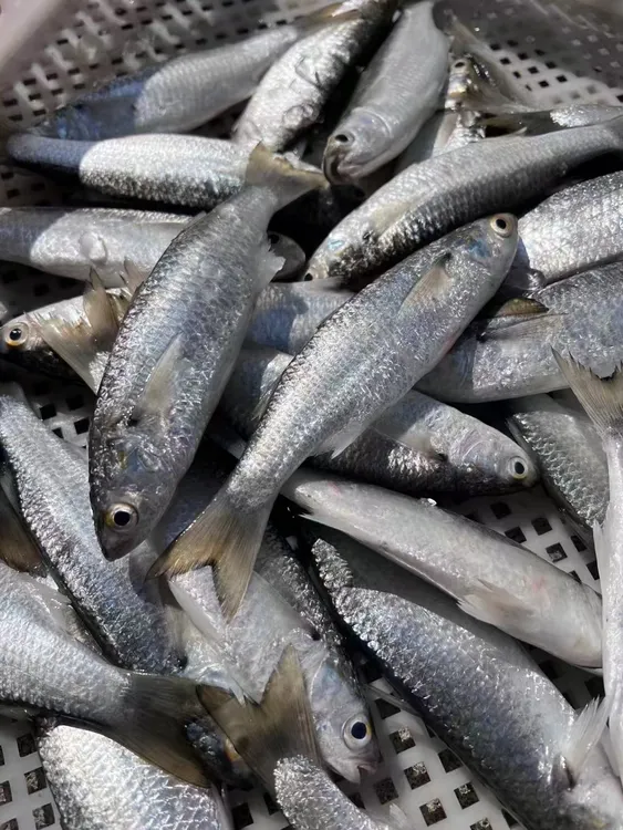 新品 湛江外罗港大虫鱼，一斤(9-12条）规格 新鲜肥美.顺丰发货