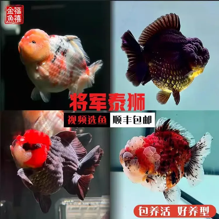 奕剑昕雨将军泰狮精品短尾金鱼活鱼冷水淡水观赏鱼好养易活鱼苗