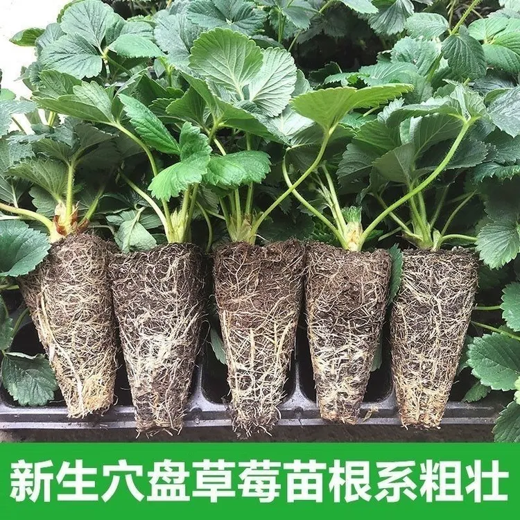 薛大一农场四季奶油红颜穴盘草莓苗好养活带原土发货南北阳台种植