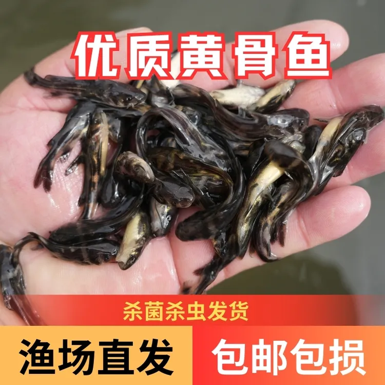 【活体】黄骨鱼黄颡鱼黄丫叫（2-7厘米）观赏鱼淡水鱼冷水鱼