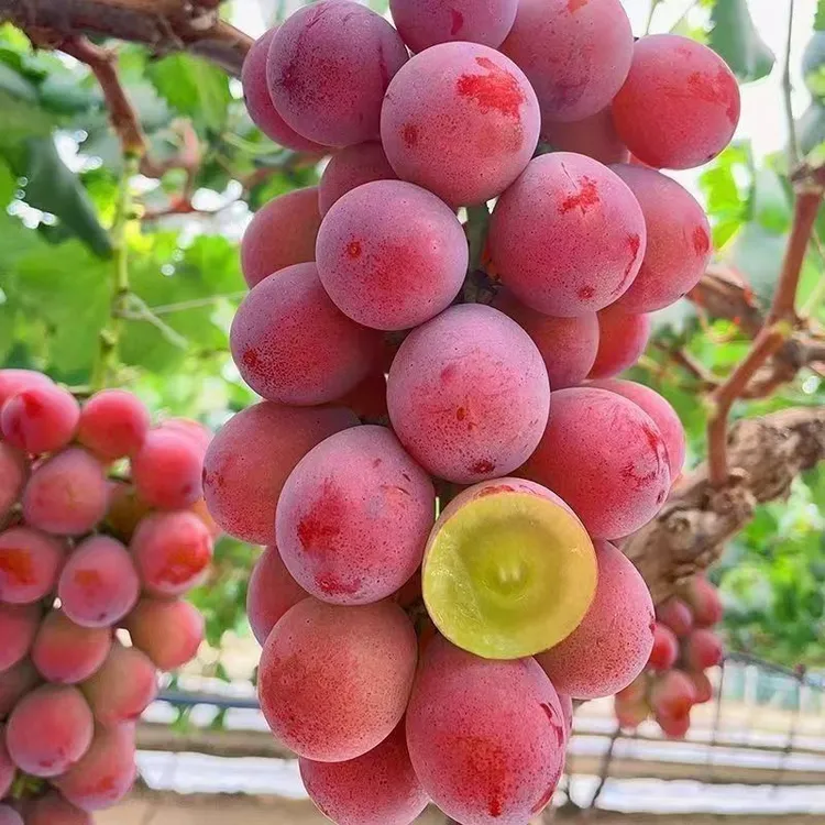 句可藤王葡萄树苗新鲜（爬藤快的）南方北方均可水果种植红宝石皇后