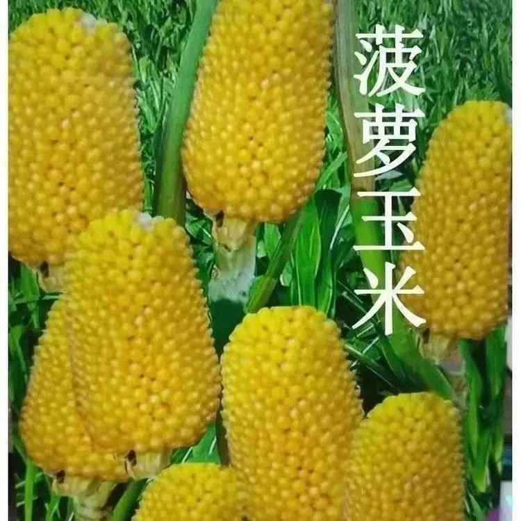 菠萝玉米超甜糯新品种早熟矮杆水果玉米种子南方春夏秋季播种种子