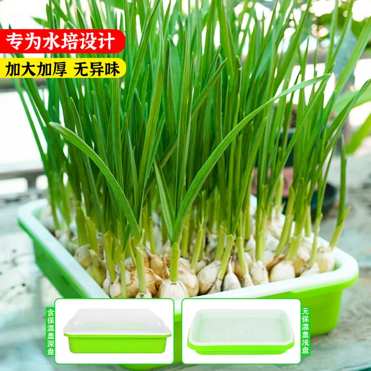 育苗盘芽苗菜阳台种菜盆水培蒜苗育苗盘水培蔬菜豆芽无土栽培