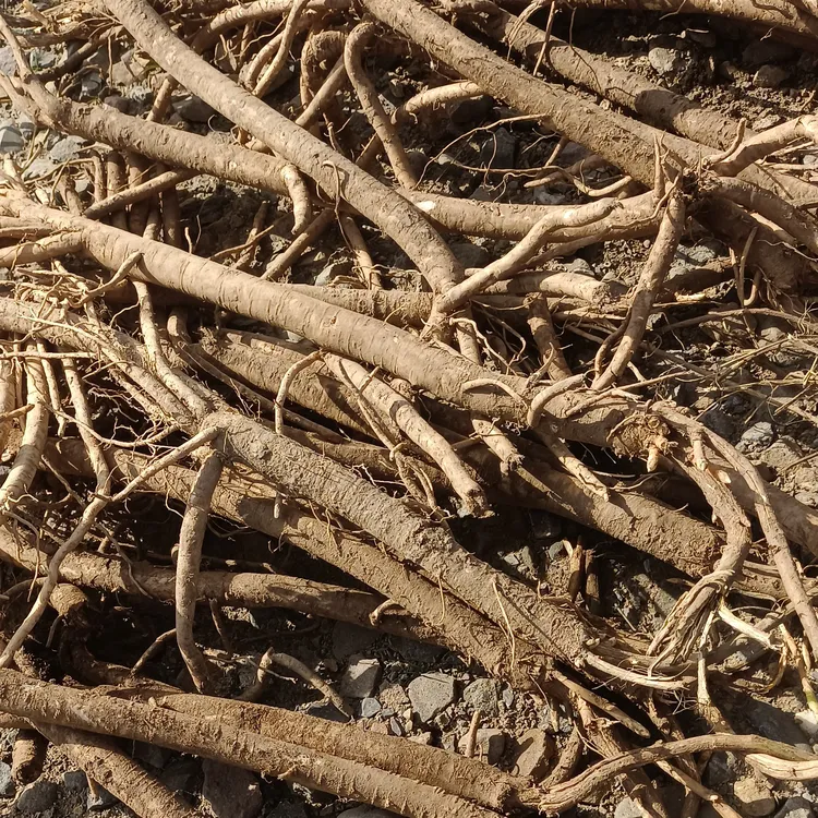 甘肃原产地新鲜黄芪，无硫高原品质煲汤滋补