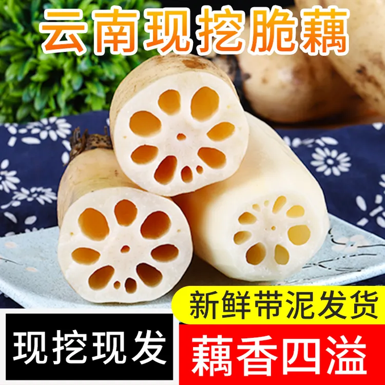 小藕今年新藕  云南新鲜莲藕脆藕 当季新鲜蔬菜 带泥发货