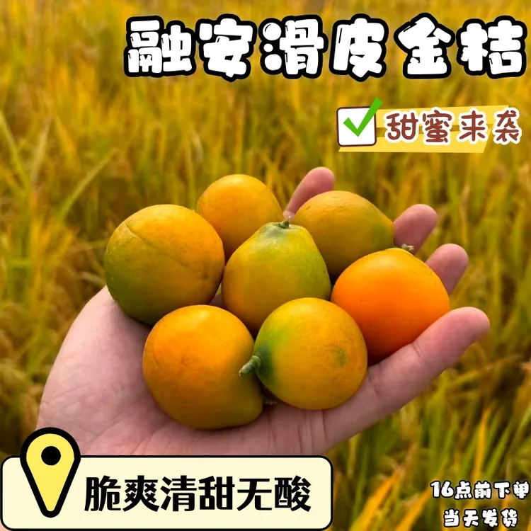 融安滑皮金桔2斤广西当季新鲜水果脆甜可口产地直发