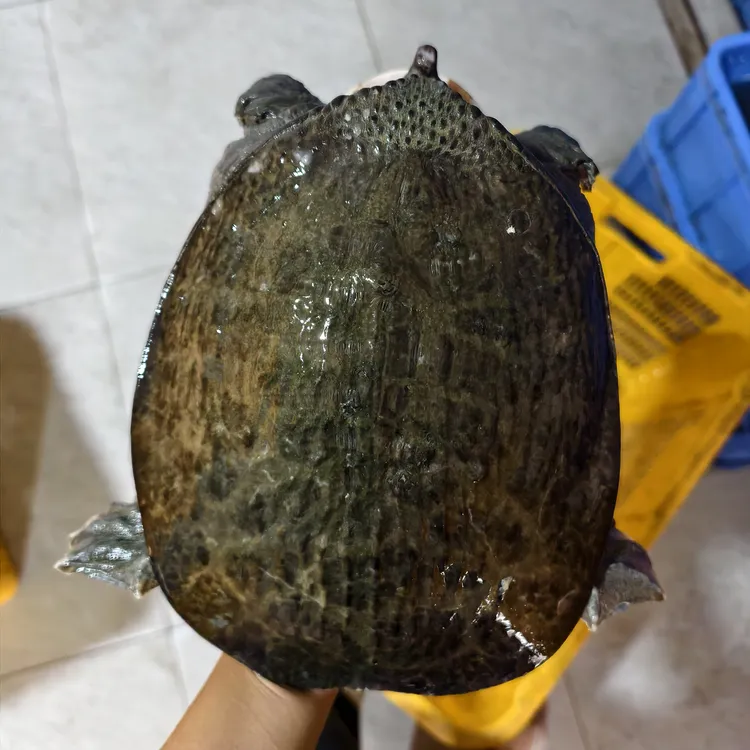 本地水库鲜活生态放养大甲鱼滋补团鱼水鱼老鳖散养野【4-20斤】