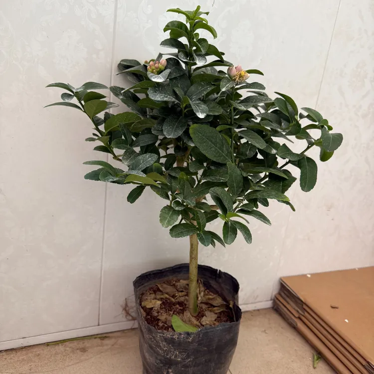 香水柠檬果树，四季开花，室内可种植。