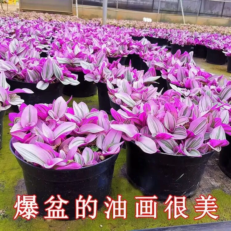 油画婚礼吊兰盆栽超好养观叶植物紫叶吊兰办公室绿植室内四季花卉