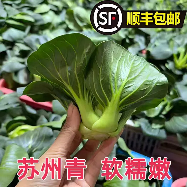 苏州青小青菜现摘现发顺丰包邮
