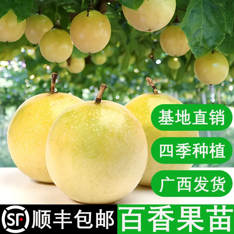黄金百香果嫁接苗台农百香果苗四季结果南方阳台庭院盆栽顺丰包邮