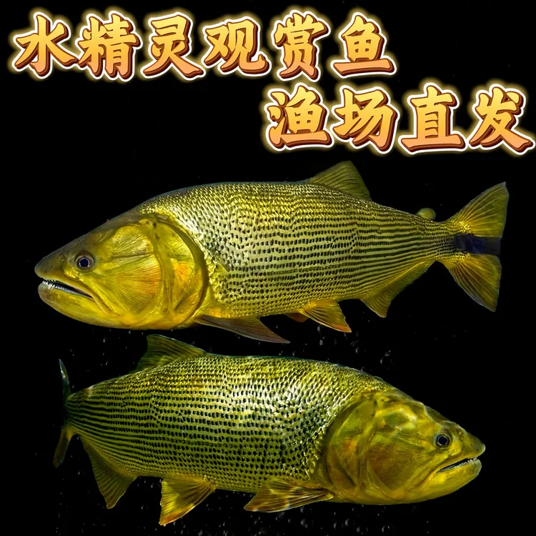 黄金河虎黄金猛鱼大型加拉辛猛鱼热带淡水观赏鱼