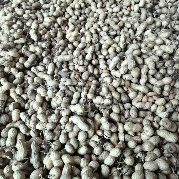新鲜带壳带泥花生可水煮生吃香甜可口可留种