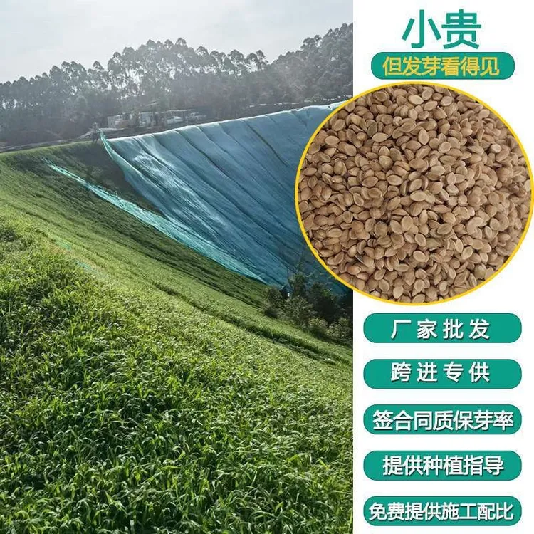 四季通用边坡专用多年生草籽发芽率高绿化宽叶四季草坪种子易种