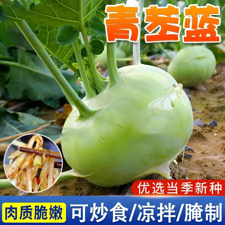 四季水果苤兰种子蔬菜良种翠玉青苤蓝菜球有机皮兰蔬菜种子