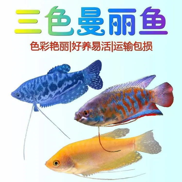 五彩丽丽鱼曼龙鱼热带小型观赏鱼淡水耐活好养无需打氧