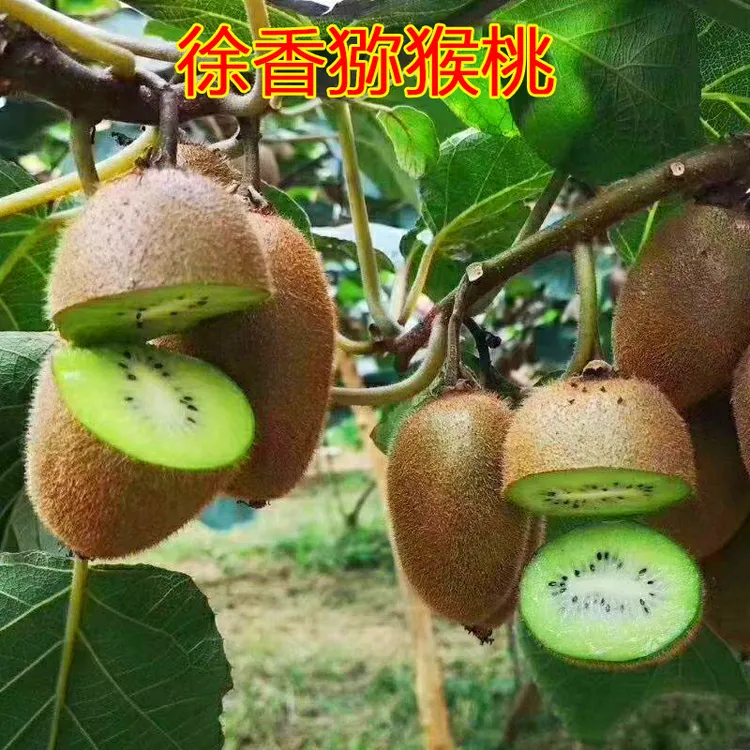 猕猴桃树苗红心 徐香猕猴桃无籽新品种耐寒盆栽地栽南北方种植