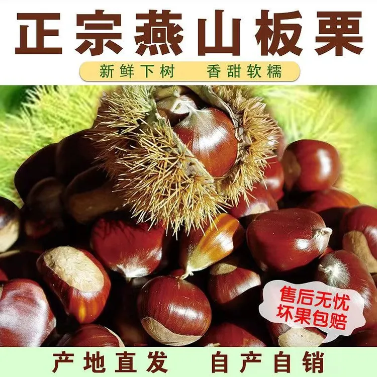 正宗迁西板栗新鲜生栗子大油栗河北燕山板栗京东板栗遵化生板栗