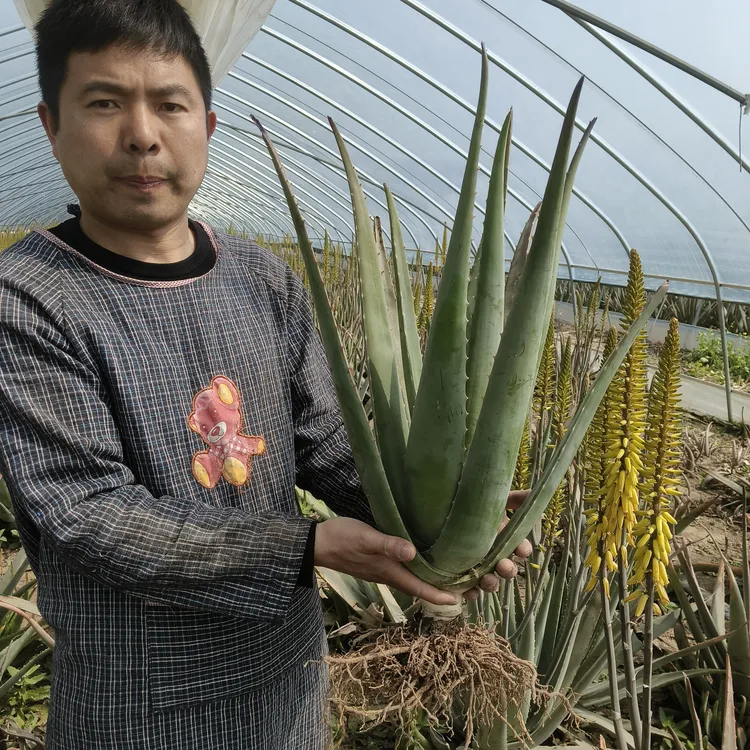 可食用可美容芦荟灌肤专用库拉索芦荟米邦塔仙人掌龙爪菊芦荟盆栽