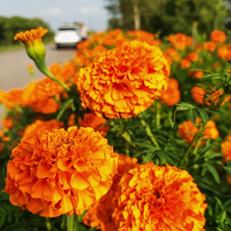 庭院花卉大黄色大朵万寿菊50