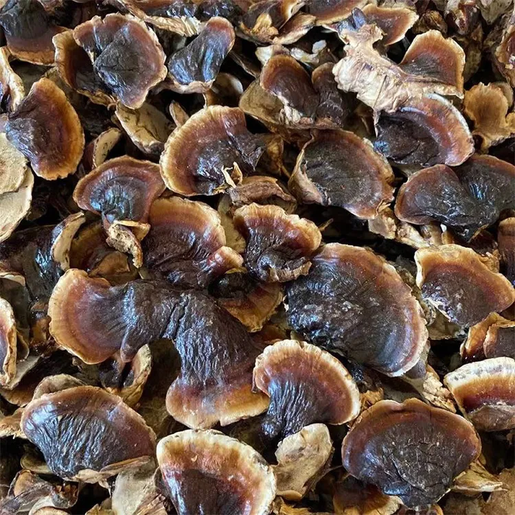 【二妹优选】长白山金边芝芝菌菇 味道浓郁可煲汤煲水