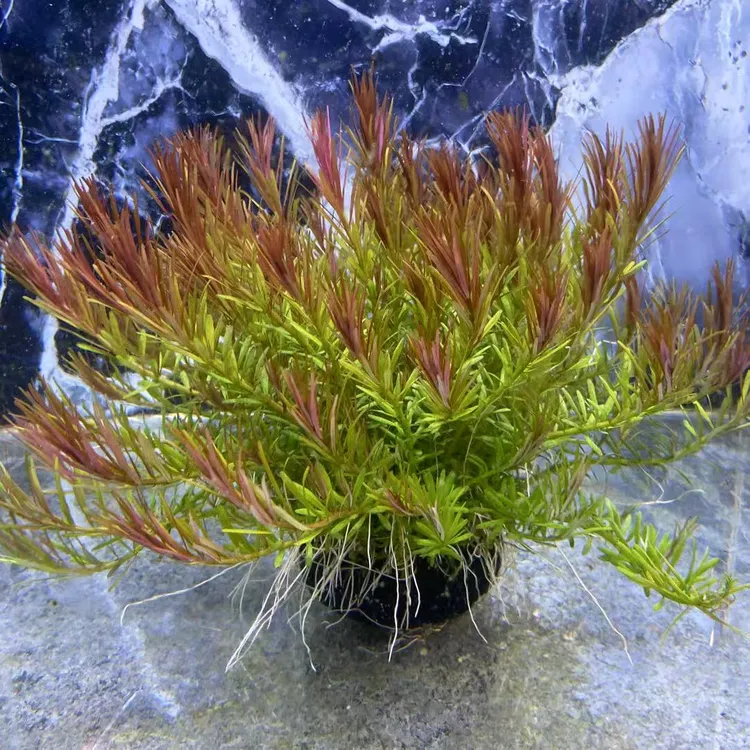 【高密度】红头带根净水王十字牛顿水草坨草
