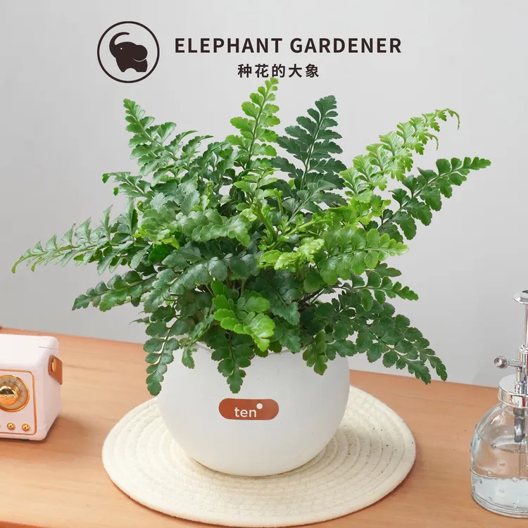 吉姆蕨懒人盆栽超好养活室内观叶耐阴植物