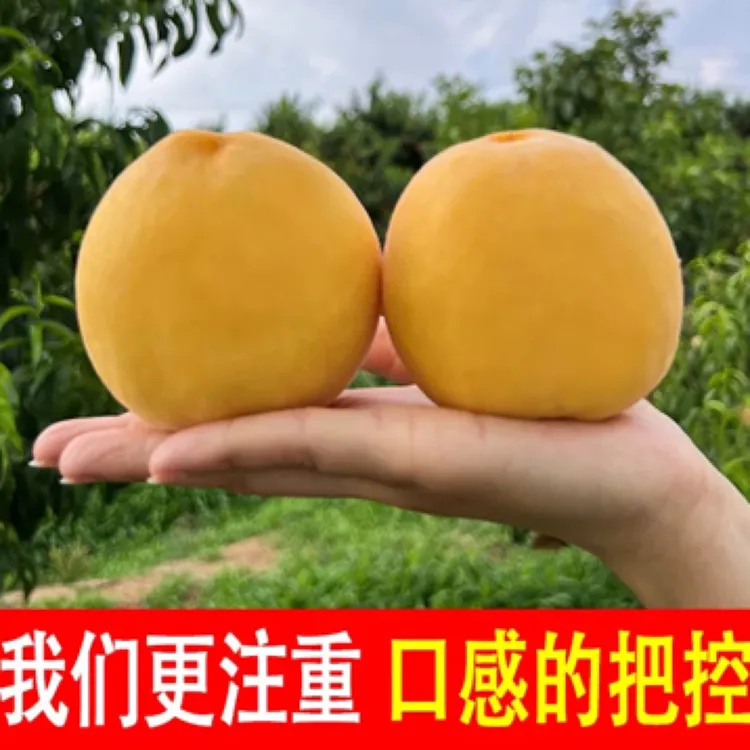 湖南本地桃子脆甜