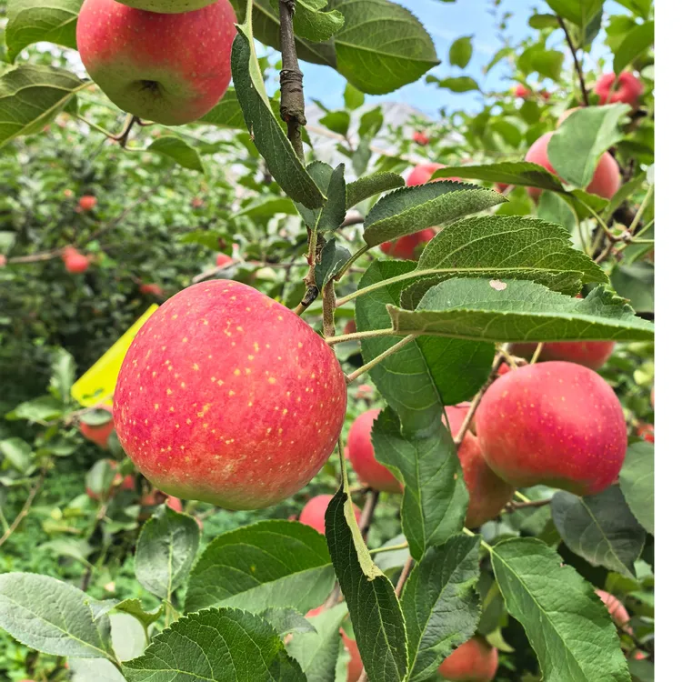 楊華杨华苹果（精简装小果）14-16个装（4.5斤装）