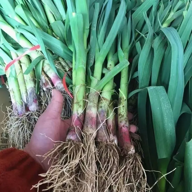 农家自种蒜苗新鲜红皮大蒜苗新鲜蔬菜香蒜红根带泥紫皮大蒜苗现挖