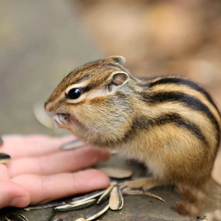 金花 花栗 小宠物