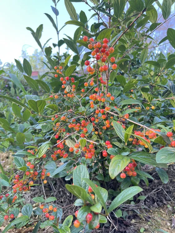 拐子树（又称枳椇或拐子药）富含维生素、矿物质及膳食纤维、维生素C