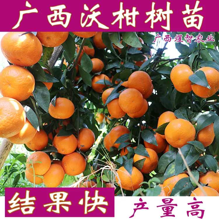 广西武鸣沃柑树苗091沃柑橘子苗果树南方盆栽水果树苗橘子树
