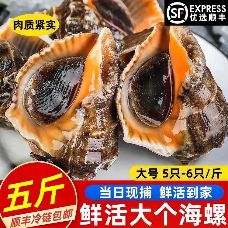 【顺丰】鲜活海螺批发大海螺现发新鲜野生大个肥海螺冰鲜到家海鲜