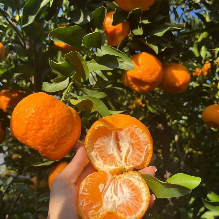 湖南沅江香妃柑新鲜柑橘当季水果新鲜采摘