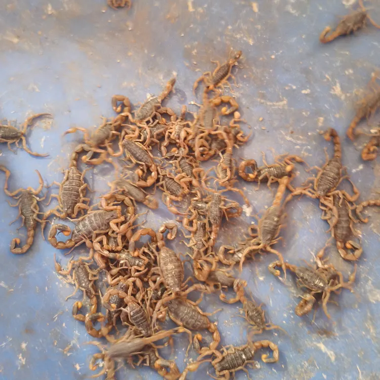 1斤装沂蒙山地标特产全蝎活体野性十足可煲汤油炸泡酒食用母蝎子