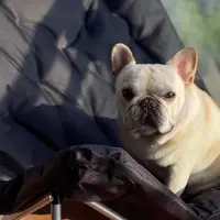 如同被云朵️包围软绵绵热乎乎的蝴蝶椅