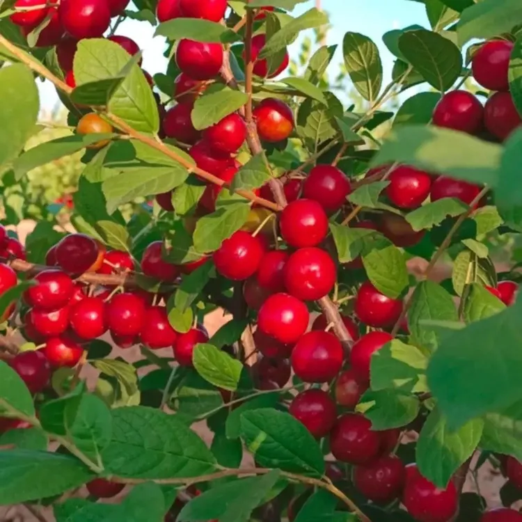 【欧李钙果种子】家庭阳台四季种植盆栽欧李种子多年生