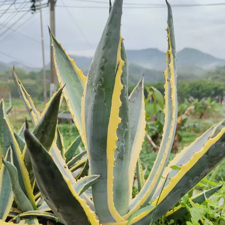 正宗金边兰金边龙舌兰带刺金边菠萝金边芦荟盆栽耐寒地栽