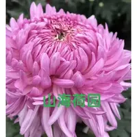 【山海河园】大花富贵菊九月菊花苗盆栽适合室内外花开好看