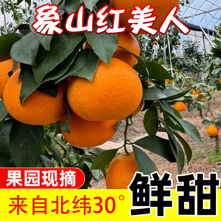 正宗浙江象山红美人果冻橙柑橘爱媛28号橙子现采现发老树精品5斤